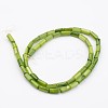 Natural Shell Bead Strands X-BSHE-P016-16-2