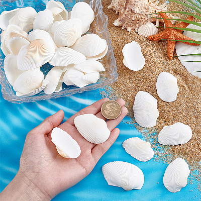 40Pcs Natural Shell for Aquarium Fish Tank Ornaments SHEL-PH0001-69B-1
