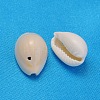 Natural Cowrie Shell Beads X-BSHE-S048-2