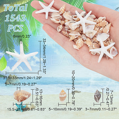 Natural Shell & Starfish Resin Cabochons Decorations SHEL-AR0001-13-1