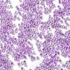 Transparent Inside Colours Glass Seed Beads SEED-H003-04E-3