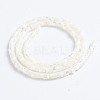 Natural Trochid Shell/Trochus Shell Beads Strands X-SSHEL-L016-13A-3