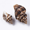 Natural Spiral Shell Beads SSHEL-S258-87-2