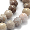 Natural Fossil Coral Beads Strands X-G-G763-12-8mm-3
