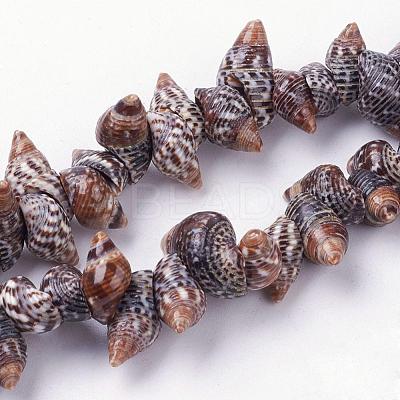 Natural Spiral Shell Beads Strands BSHE-L036-31-1