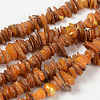 Natural Shell Beads Strands PBB226Y-1-1