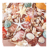 14 Styles Natural Shell Ornaments AJEW-PH0011-89-7