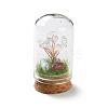 Natural Mixed Gemstone Chips Money Tree in Dome Glass Bell Jars with Wood Base Display Decorations DJEW-K030-02-2