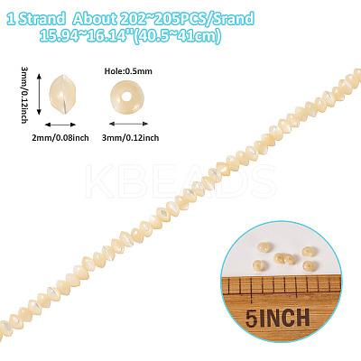 1 Strand Natural Trochus Shell Rondelle Beads Strands SSHEL-TA0001-16B-1
