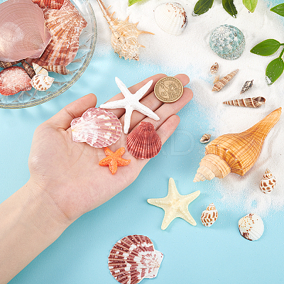 14 Styles Natural Shell Ornaments AJEW-PH0011-89-1