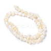 Natural Shell Beads BSHE-B003-19-3