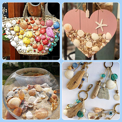 Shell Pendants SSHEL-TA0001-03-1