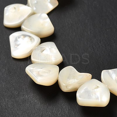 Natural White Shell Beads Strands SHEL-G014-15-1