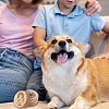 1Pc Beech Wood Engraved Pet Hair Keepsake Boxes CON-CN0001-16D-5