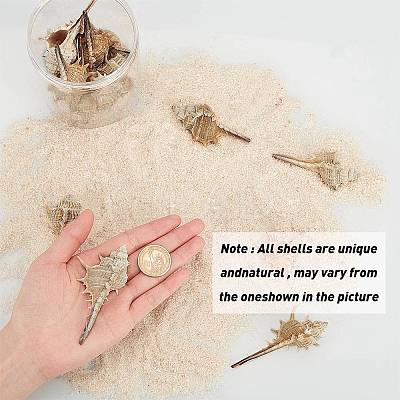 Natural Conch Shell Beads SSHEL-SC0001-08-1