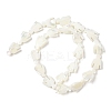 Natural Trochid Shell/Trochus Shell Beads Strands SSHEL-R145-05-3