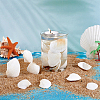 40Pcs Natural Shell for Aquarium Fish Tank Ornaments SHEL-PH0001-69B-2
