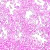 Transparent Colours Glass Seed Beads SEED-H003-01M-3