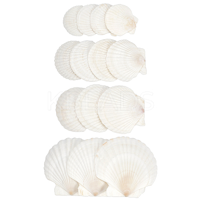 14Pcs 4 Styles Natural Shell Painting Accessories DIY-NB0012-05-1