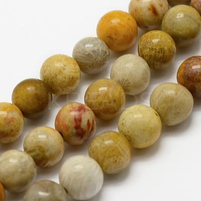 Natural Fossil Coral Beads Strands G-K194-6mm-05-1