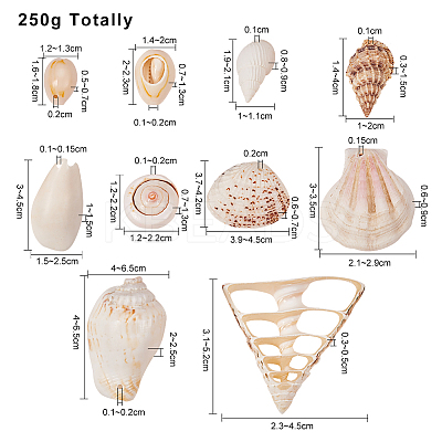 Mixed Shell Beads BSHE-PH0003-20-1