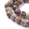 Natural Petrified Wood Beads Strands G-P430-16-C-3