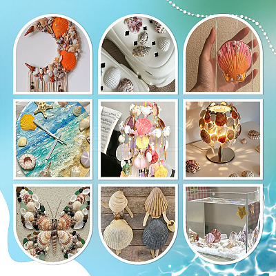 40Pcs Natural Shell for Aquarium Fish Tank Ornaments SHEL-PH0001-69B-1