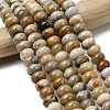 Natural Fossil Coral Beads Strands G-A280-A08-03-1