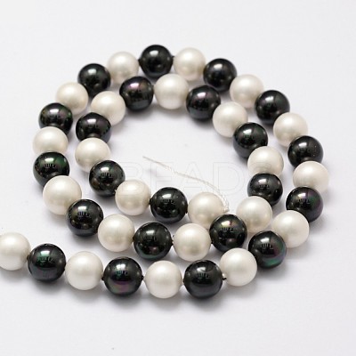 Polished Shell Pearl Bead Strands BSHE-F013-07C-1