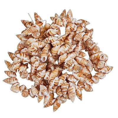 Natural Spiral Shell Beads Strands BSHE-SZ0001-03-1