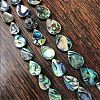 Paua Shell Bead Strands BSHE-WH0001-07-1