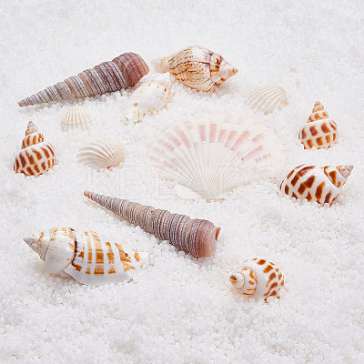 Natural Scallop Shell Beads SSHEL-CJ0001-02-1