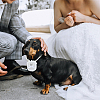 Polyester Pet Dog Wedding Ring Displays AJEW-WH0460-074P-02-5