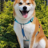 4Pcs 4 Colors Polyester Cord Braided Dog Harness Collar Leash Connector AJEW-GO0001-38-6