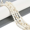 Natural Cultured Freshwater Shell Beads Strands BSHE-H109-03C-2