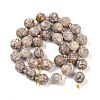 Natural Conch Fossil Beads Strands G-G182-B11-05-3