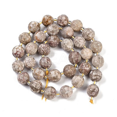 Natural Conch Fossil Beads Strands G-G182-B11-05-1
