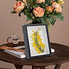 DIY Insect Specimen Display Box Kits DIY-GL0006-09-6