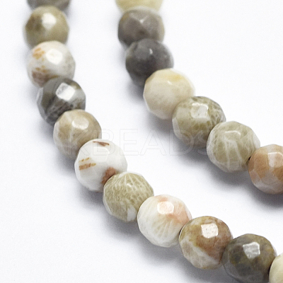 Natural Fossil Coral Beads Strands G-K256-11-4mm-1