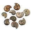 Natural Conch Fossil Cabochons SHEL-G021-01-1