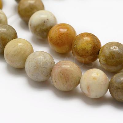 Natural Fossil Coral Beads Strands G-K194-6mm-05-1