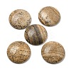 Natural Picture Jasper Cabochons G-C115-02B-22-1