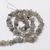 Natural Labradorite Chip Bead Strands G-M298-06-2