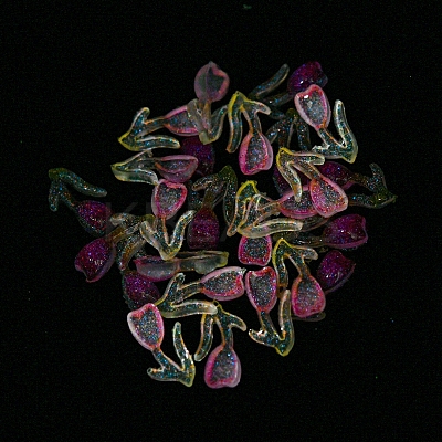 Luminous Transparent Resin Cabochons RESI-D013-05A-1