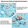 SUPERFINDINGS 37Pcs Conch & Shell Ornaments AJEW-FH0003-26-4