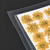Pressed Dried Flowers DIY-K032-58A-3
