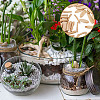 400G 2 Style Driftwood Pieces & Slices WOOD-FH0002-02-5