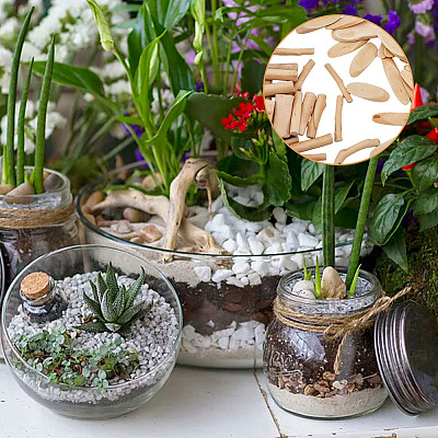 400G 2 Style Driftwood Pieces & Slices WOOD-FH0002-02-1