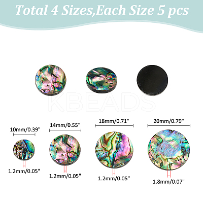 20Pcs 4 Styles Natural Abalone Shell/Paua Shell Cabochons SHEL-WR0001-07-1