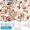 15 Styles Natural Shell Display Decorations FIND-NB0003-18-2